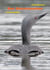 Der Sterntaucher - Gavia stellata
