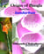 Origin of Bangla Third Part Sundarban - ?????? ??????? ????? ???? ????????