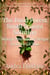 The Food Forest Small Spaces Solution: Strategic Permaculture Designs for Every US Zone - The Food Forest Solution, #3