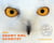 Snowy Owl Scientist