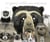 Le grand défilé des animaux