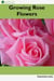 Growing Rose Flowers