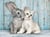 Puzzle 500 pièces - Chat & Lapin