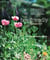 The Bee-Friendly Garden - Design an Abundant, Flower-Filled Yard that Nurtures Bees and Supports Biodiversity