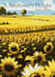 A Sunflower's Delight