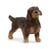 Teckel à poil dur - Schleich