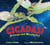 Cicadas! - Strange and Wonderful