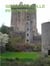 Geheimnisvolle irische Rose