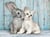 Puzzle Compact 500 pièces - Cat and Bunny - Clementoni