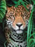 Puzzle Compact 500 pièces - Jaguar in the Jungle - Clementoni