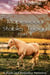 The Maplewood Stables Trilogy: Part II - A Pride and Prejudice Variation