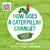 How Does a Caterpillar Change? - Life Cycles with The Very Hungry Caterpillar