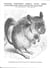 Colonel Tortoise's Choice: Level Three Activities for Targeted Revisualisation
