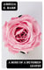 A Rose of a Hundred Leaves - A Love Story