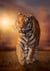 Puzzle 1500 pièces - High Quality Collection - Tiger