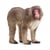 Macaque japonais - Schleich