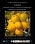 AGRUMED: Archaeology and history of citrus fruit in the Mediterranean - Acclimatization, diversifications, uses