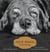 Old Dogs - Are the Best Dogs
