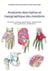 Anatomie descriptive et topographique des membres - MYOLOGIE - REGIONS ANATOMIQUES - ARTHROLOGIE - VASCULARISATION - INNERVATION
