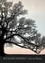 Trees in Winter - Fully Illustrated Edition