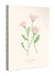 Carnet moyen Fleurs, de Zoé de Las Cases