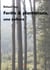 Forets et plantations, une culture