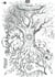 Yggdrasil t.10