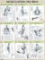 Musculation des bras - Planche plastifiée