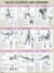 Musculation des fessiers - Planche plastifiée