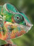 Carnet - 13 x 18 cm - Caméléon - 96 pages lignées et unies