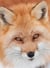 Renard