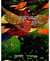 Chinese reading for young world citizens good characters: you can fly