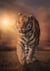 Puzzle 1000 pièces - Tiger