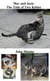 Mac and Jack: The Tails of Two Kitties, as Told by Snapshots
