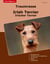 Traumrasse Irish Terrier - Irischer Terrier