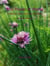 The Power of Plants: Traditional Native American Herbal Remedies For Self Healing