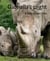 Gabriella's plight - A baby Rhino's tale