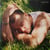Love goes - CD