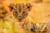 Murmures : Confidences animales