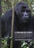 La montagne des esprits : survie d'une population isolée de gorilles, Gorilla beringei graueri (Hominidae, Primates)