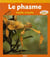 Le phasme - feuille vivante