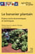 Le bananier plantain