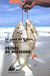 Peches de poissons