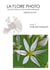 La flore photoTome 1 : Clé des familles