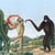 Primates