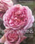 Roses et jardins