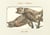 Livre d'images - oiseaux d'amerique