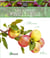 Les arbres fruitiers