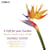 A Gift for your Garden: A musical celebration of Telemann's botanical passion