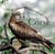 Oiseaux de Corse